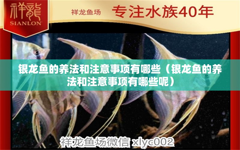 銀龍魚的養(yǎng)法和注意事項(xiàng)有哪些（銀龍魚的養(yǎng)法和注意事項(xiàng)有哪些呢） 銀龍魚