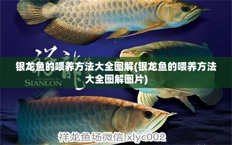 銀龍魚的喂養(yǎng)方法大全圖解(銀龍魚的喂養(yǎng)方法大全圖解圖片) 銀龍魚