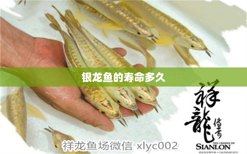 銀龍魚(yú)的壽命多久