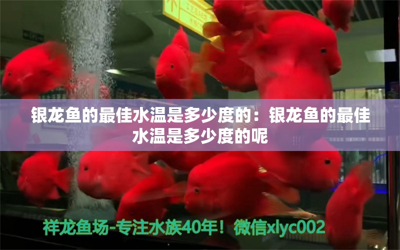 銀龍魚的最佳水溫是多少度的：銀龍魚的最佳水溫是多少度的呢 銀龍魚