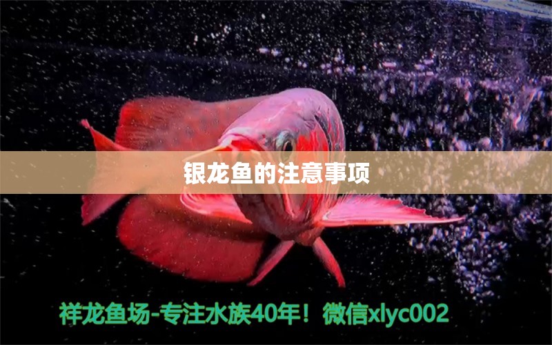 銀龍魚(yú)的注意事項(xiàng) 銀龍魚(yú)