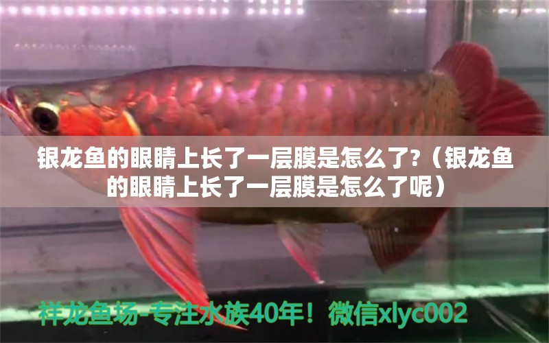 銀龍魚的眼睛上長了一層膜是怎么了?（銀龍魚的眼睛上長了一層膜是怎么了呢） 銀龍魚