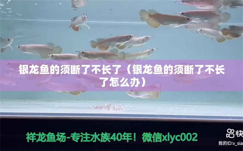 銀龍魚的須斷了不長(zhǎng)了（銀龍魚的須斷了不長(zhǎng)了怎么辦） 銀龍魚