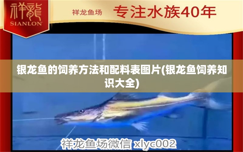 銀龍魚(yú)的飼養(yǎng)方法和配料表圖片(銀龍魚(yú)飼養(yǎng)知識(shí)大全) 銀龍魚(yú)