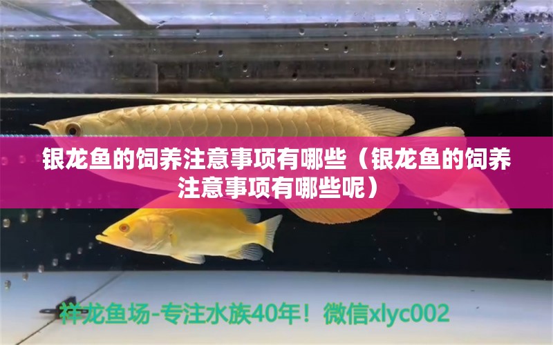 銀龍魚(yú)的飼養(yǎng)注意事項(xiàng)有哪些（銀龍魚(yú)的飼養(yǎng)注意事項(xiàng)有哪些呢） 泰國(guó)斗魚(yú)