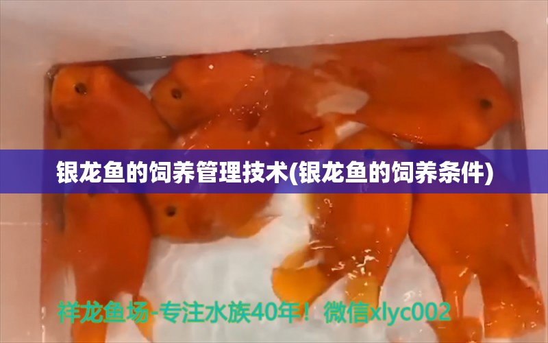 銀龍魚的飼養(yǎng)管理技術(shù)(銀龍魚的飼養(yǎng)條件) 銀龍魚