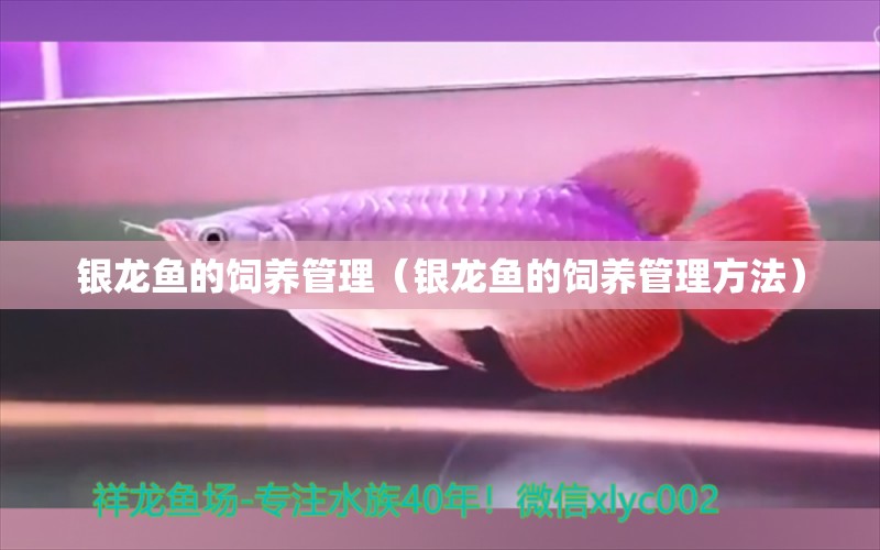 銀龍魚的飼養(yǎng)管理（銀龍魚的飼養(yǎng)管理方法） 銀龍魚