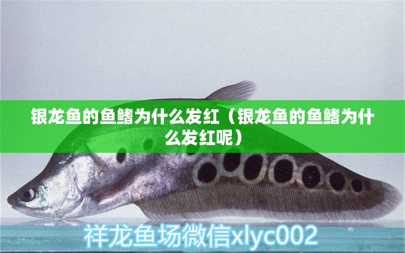 銀龍魚的魚鰭為什么發(fā)紅（銀龍魚的魚鰭為什么發(fā)紅呢）