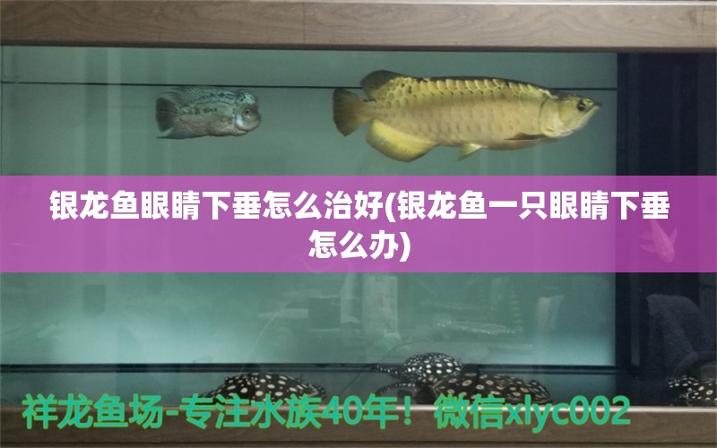 銀龍魚眼睛下垂怎么治好(銀龍魚一只眼睛下垂怎么辦) 銀龍魚