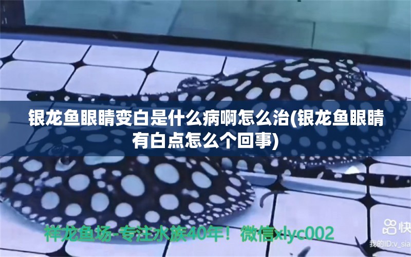 銀龍魚眼睛變白是什么病啊怎么治(銀龍魚眼睛有白點怎么個回事)