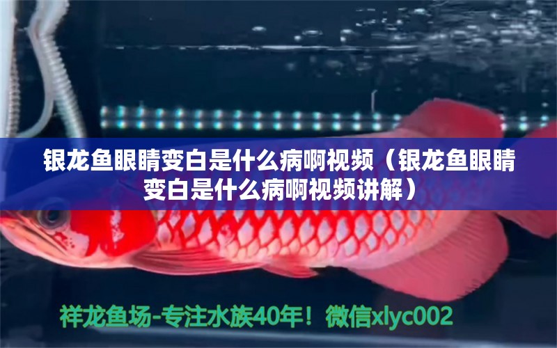 銀龍魚眼睛變白是什么病啊視頻（銀龍魚眼睛變白是什么病啊視頻講解）