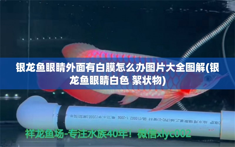 銀龍魚眼睛外面有白膜怎么辦圖片大全圖解(銀龍魚眼睛白色 絮狀物) 銀龍魚