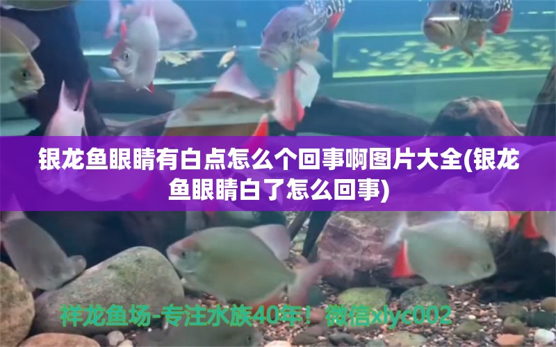 銀龍魚眼睛有白點怎么個回事啊圖片大全(銀龍魚眼睛白了怎么回事) 銀龍魚百科 第1張