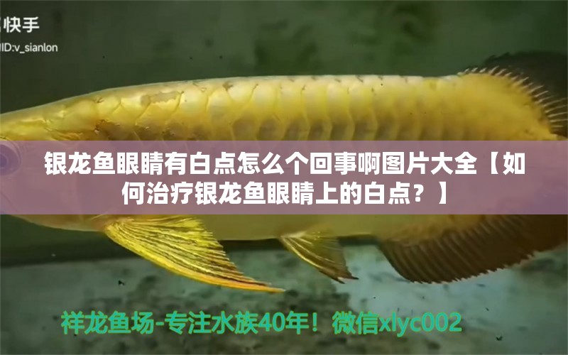 銀龍魚眼睛有白點怎么個回事啊圖片大全【如何治療銀龍魚眼睛上的白點？】 水族問答 第2張