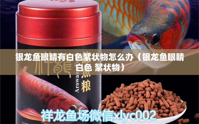 銀龍魚眼睛有白色絮狀物怎么辦（銀龍魚眼睛白色 絮狀物） 觀賞魚批發(fā)