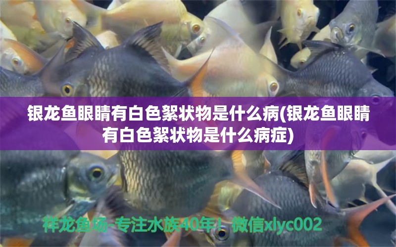 銀龍魚眼睛有白色絮狀物是什么病(銀龍魚眼睛有白色絮狀物是什么病癥) 銀龍魚百科 第1張