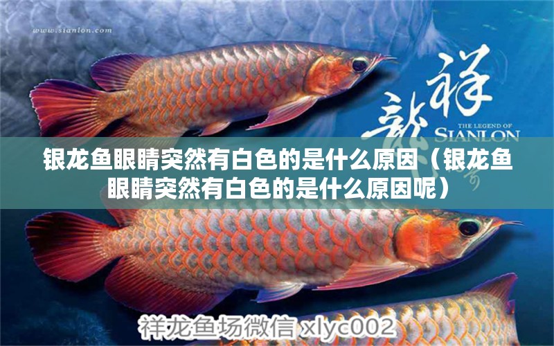 銀龍魚眼睛突然有白色的是什么原因（銀龍魚眼睛突然有白色的是什么原因呢）