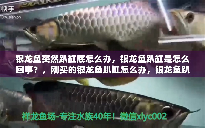 銀龍魚突然趴缸底怎么辦，銀龍魚趴缸是怎么回事？，剛買的銀龍魚趴缸怎么辦，銀龍魚趴缸怎么辦， 銀龍魚百科 第1張