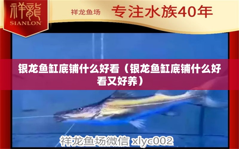 銀龍魚缸底鋪什么好看（銀龍魚缸底鋪什么好看又好養(yǎng)） 銀龍魚