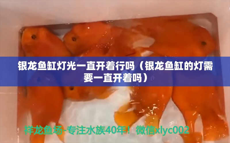 銀龍魚缸燈光一直開著行嗎（銀龍魚缸的燈需要一直開著嗎） 銀龍魚