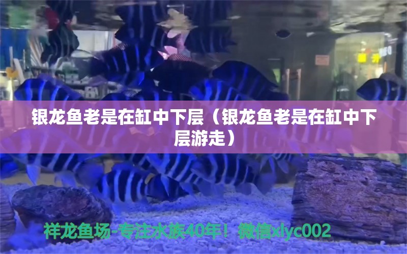 銀龍魚老是在缸中下層（銀龍魚老是在缸中下層游走）