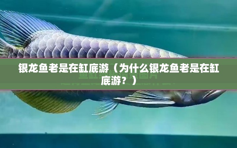 銀龍魚老是在缸底游（為什么銀龍魚老是在缸底游？） 水族問答 第1張