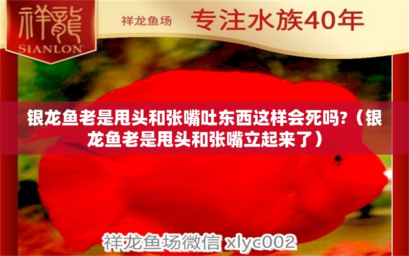 銀龍魚老是甩頭和張嘴吐東西這樣會死嗎?（銀龍魚老是甩頭和張嘴立起來了）