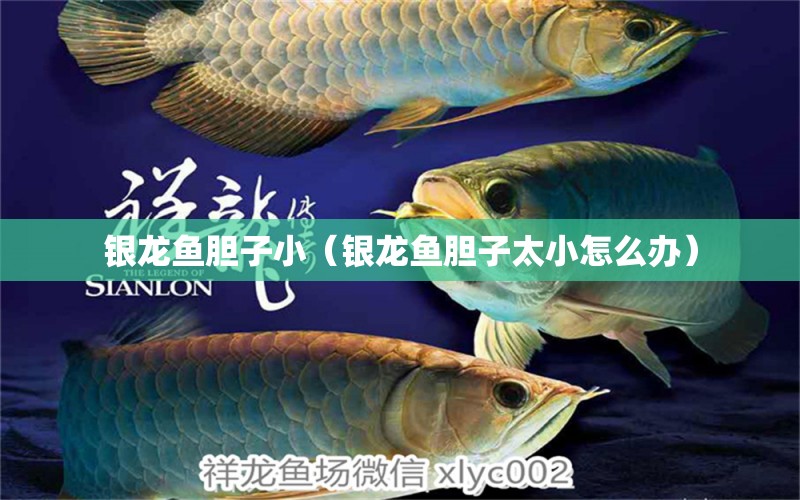 銀龍魚(yú)膽子小（銀龍魚(yú)膽子太小怎么辦）