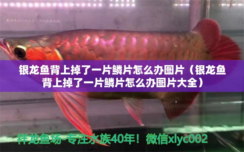 銀龍魚背上掉了一片鱗片怎么辦圖片（銀龍魚背上掉了一片鱗片怎么辦圖片大全）