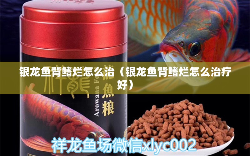 銀龍魚(yú)背鰭爛怎么治（銀龍魚(yú)背鰭爛怎么治療好） 銀龍魚(yú)