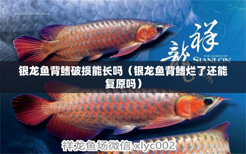 銀龍魚背鰭破損能長嗎（銀龍魚背鰭爛了還能復(fù)原嗎）