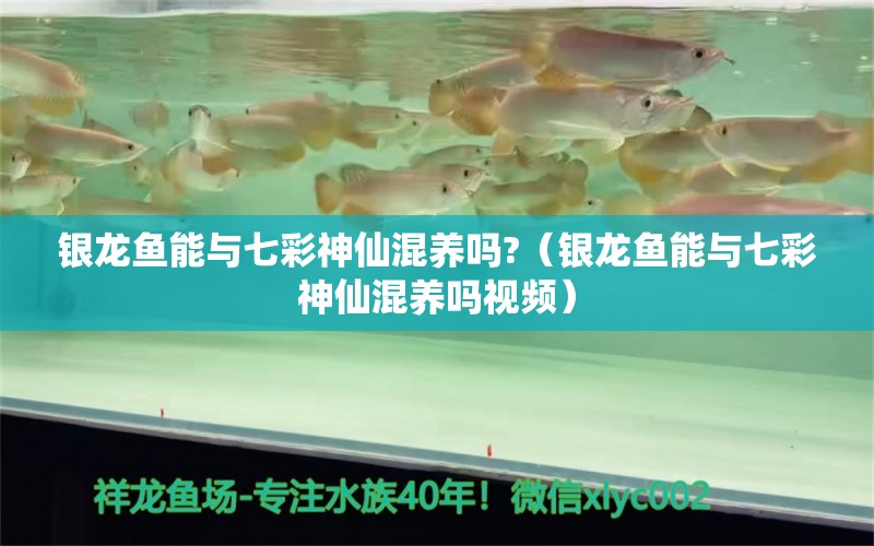 銀龍魚能與七彩神仙混養(yǎng)嗎?（銀龍魚能與七彩神仙混養(yǎng)嗎視頻） 七彩神仙魚