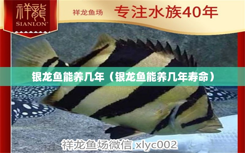 銀龍魚能養(yǎng)幾年（銀龍魚能養(yǎng)幾年壽命） 銀龍魚