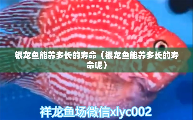 銀龍魚能養(yǎng)多長(zhǎng)的壽命（銀龍魚能養(yǎng)多長(zhǎng)的壽命呢）