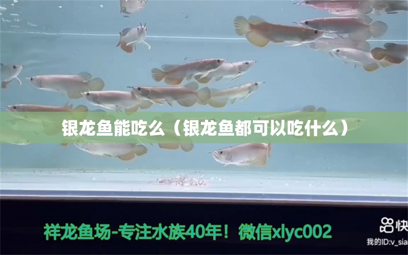 銀龍魚(yú)能吃么（銀龍魚(yú)都可以吃什么） 銀龍魚(yú)