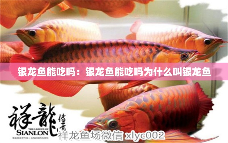 銀龍魚能吃嗎：銀龍魚能吃嗎為什么叫銀龍魚 銀龍魚