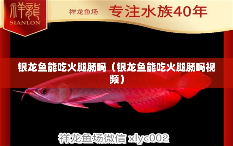 銀龍魚能吃火腿腸嗎（銀龍魚能吃火腿腸嗎視頻） 銀龍魚