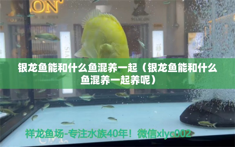 銀龍魚(yú)能和什么魚(yú)混養(yǎng)一起（銀龍魚(yú)能和什么魚(yú)混養(yǎng)一起養(yǎng)呢）