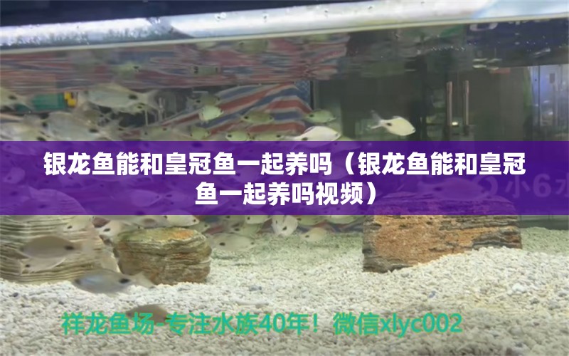 銀龍魚能和皇冠魚一起養(yǎng)嗎（銀龍魚能和皇冠魚一起養(yǎng)嗎視頻）