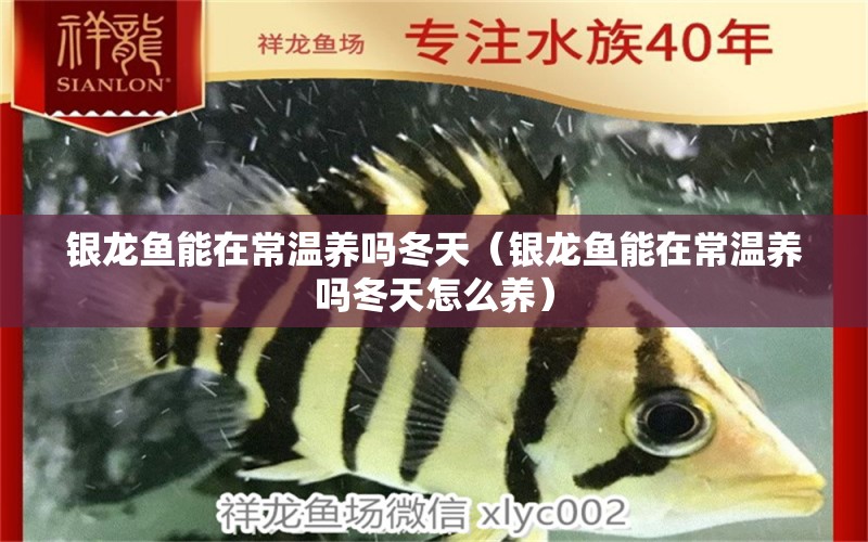 銀龍魚能在常溫養(yǎng)嗎冬天（銀龍魚能在常溫養(yǎng)嗎冬天怎么養(yǎng)） 銀龍魚