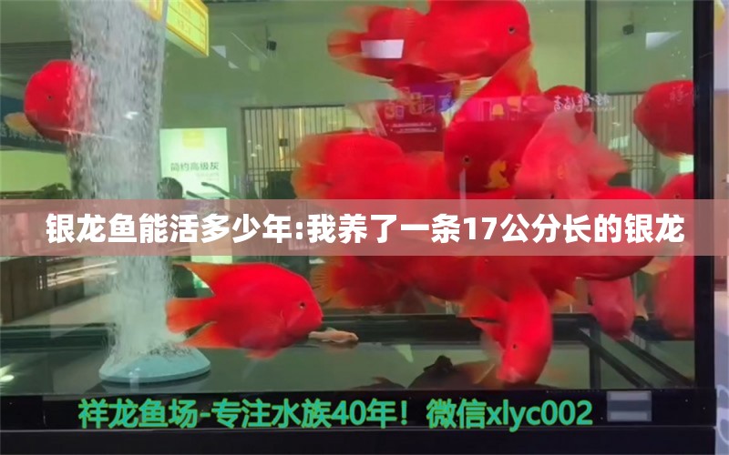 銀龍魚能活多少年:我養(yǎng)了一條17公分長(zhǎng)的銀龍