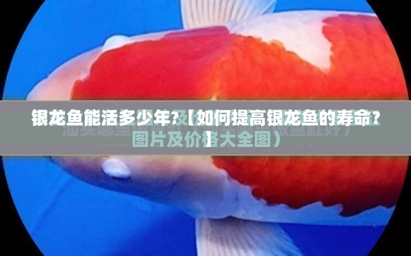 銀龍魚能活多少年?【如何提高銀龍魚的壽命？】 水族問答 第1張