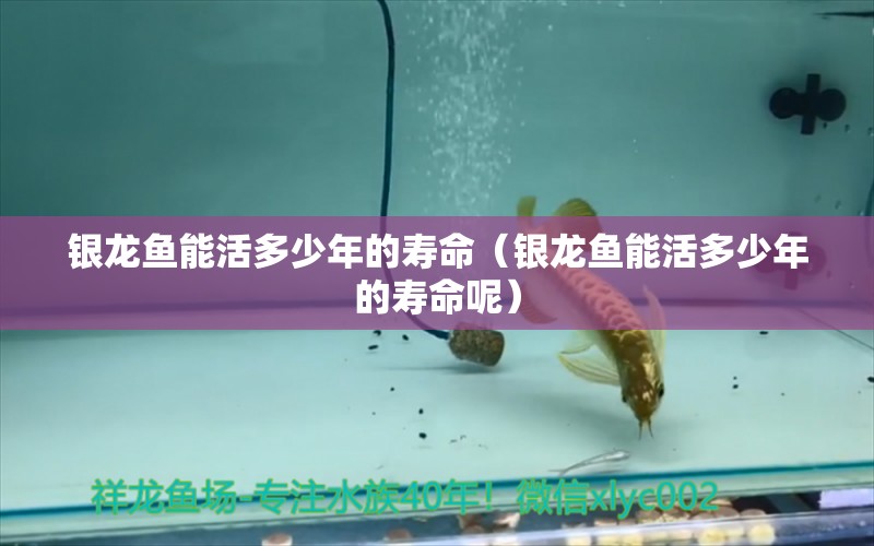 銀龍魚能活多少年的壽命（銀龍魚能活多少年的壽命呢） 銀龍魚