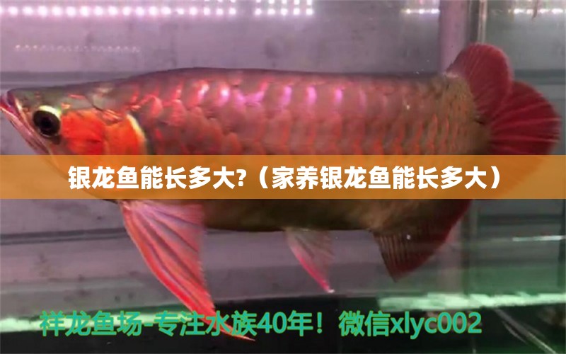 銀龍魚能長多大?（家養(yǎng)銀龍魚能長多大） 銀龍魚