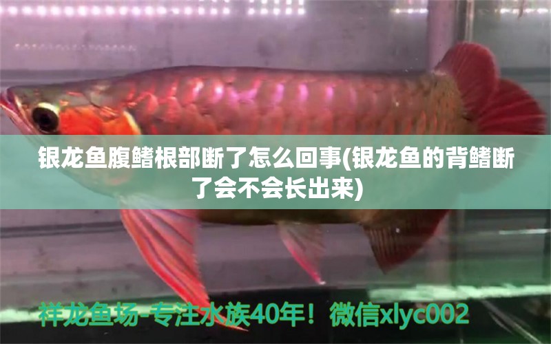 銀龍魚腹鰭根部斷了怎么回事(銀龍魚的背鰭斷了會不會長出來) 銀龍魚