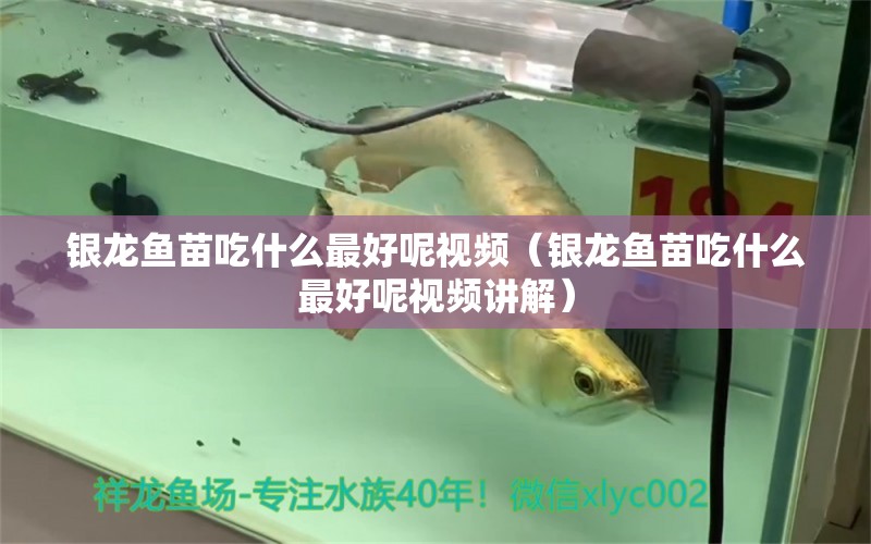 銀龍魚苗吃什么最好呢視頻（銀龍魚苗吃什么最好呢視頻講解）