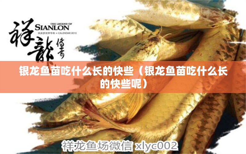 銀龍魚(yú)苗吃什么長(zhǎng)的快些（銀龍魚(yú)苗吃什么長(zhǎng)的快些呢）