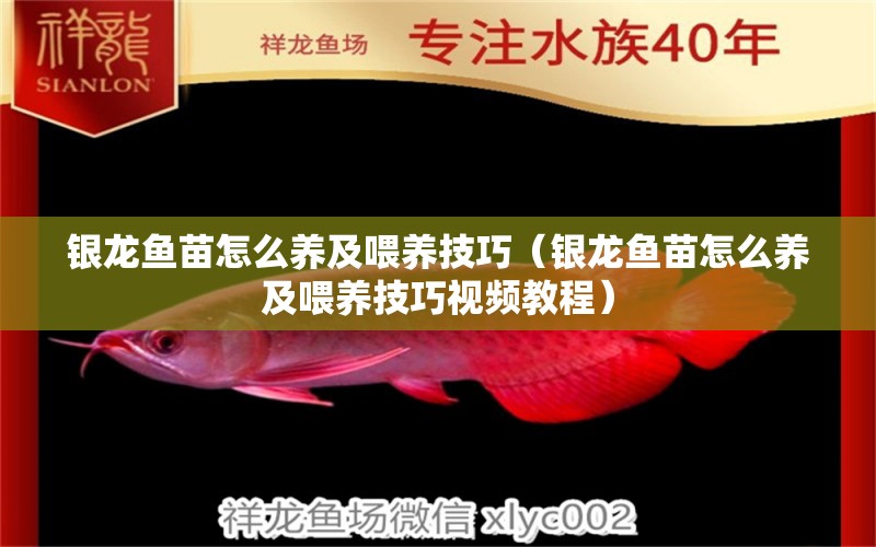 銀龍魚苗怎么養(yǎng)及喂養(yǎng)技巧（銀龍魚苗怎么養(yǎng)及喂養(yǎng)技巧視頻教程） 銀龍魚