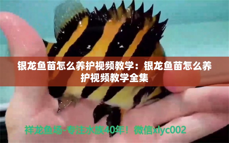 銀龍魚苗怎么養(yǎng)護(hù)視頻教學(xué)：銀龍魚苗怎么養(yǎng)護(hù)視頻教學(xué)全集 銀龍魚