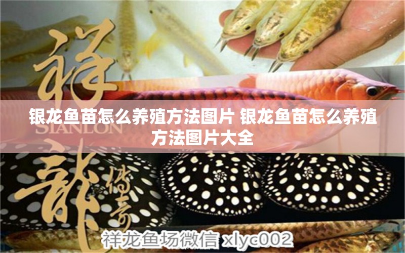 銀龍魚(yú)苗怎么養(yǎng)殖方法圖片 銀龍魚(yú)苗怎么養(yǎng)殖方法圖片大全 蝴蝶鯉